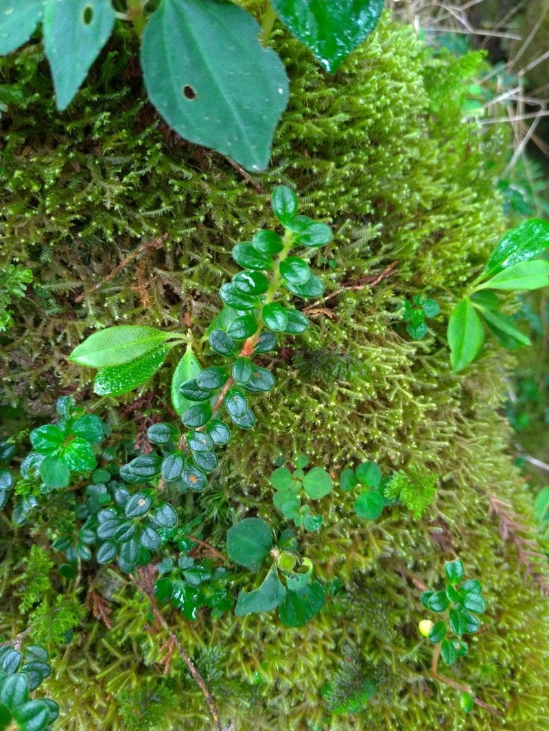 Vaccinium delavayi photo 4
