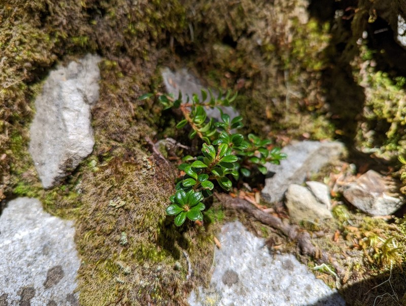 Vaccinium delavayi photo 5