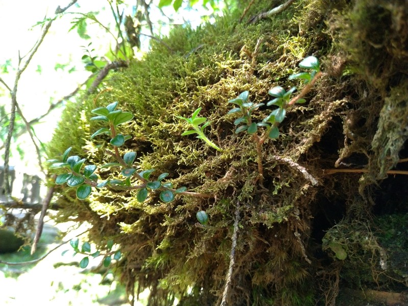 Vaccinium delavayi photo 6