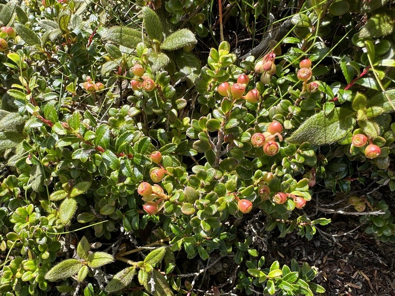 Vaccinium delavayi photo 7