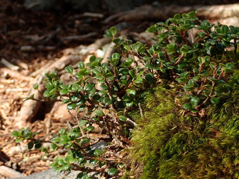 Vaccinium delavayi photo 8