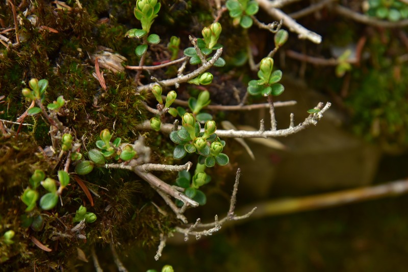 Vaccinium delavayi subsp. merrillianum
