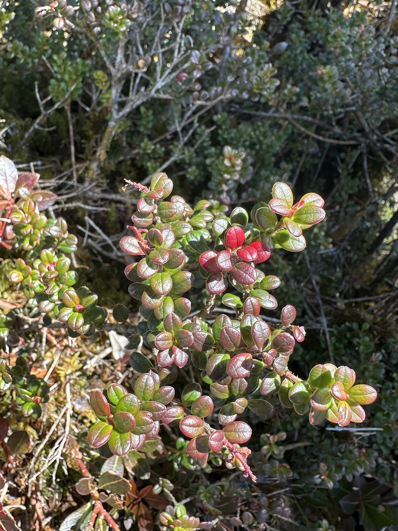 Vaccinium delavayi subsp. merrillianum photo 2