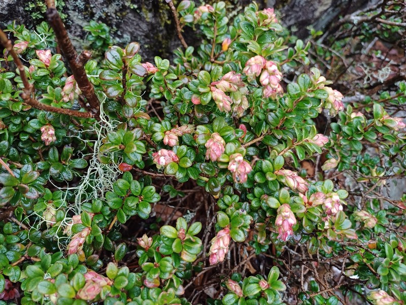 Vaccinium delavayi subsp. merrillianum photo 3