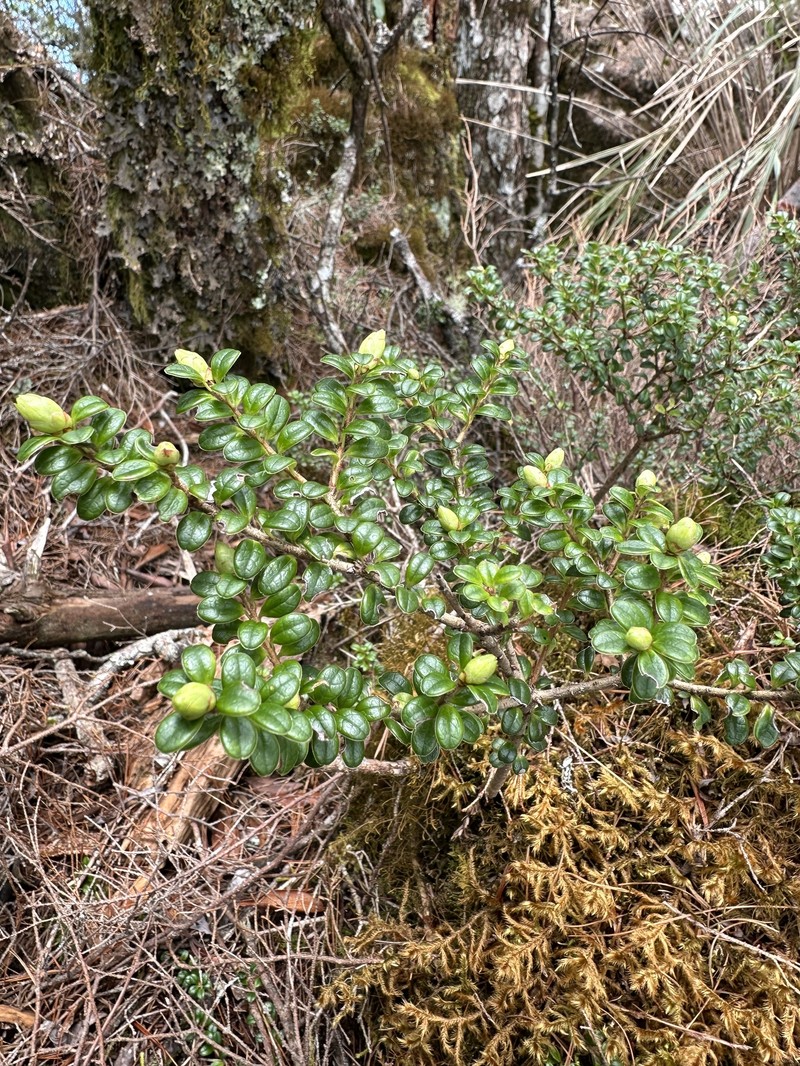 Vaccinium delavayi subsp. merrillianum photo 4