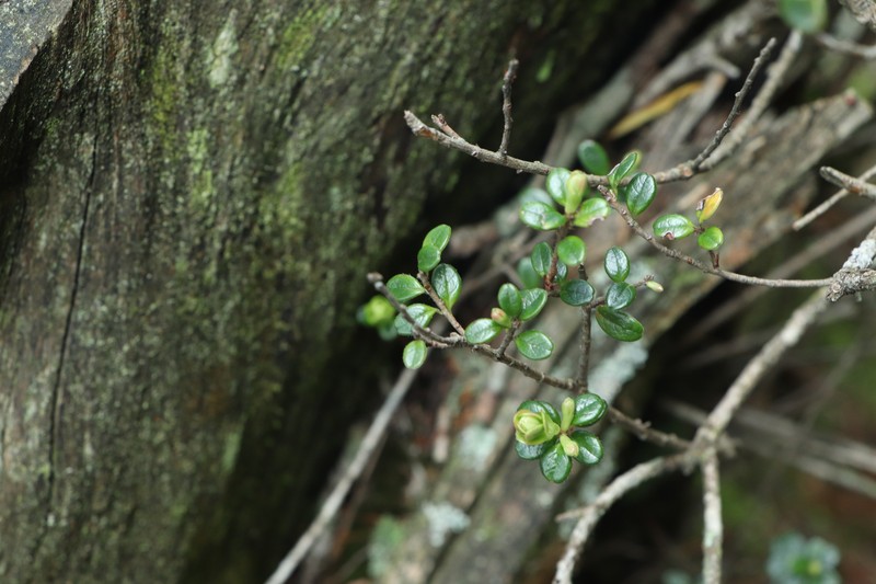 Vaccinium delavayi subsp. merrillianum photo 5