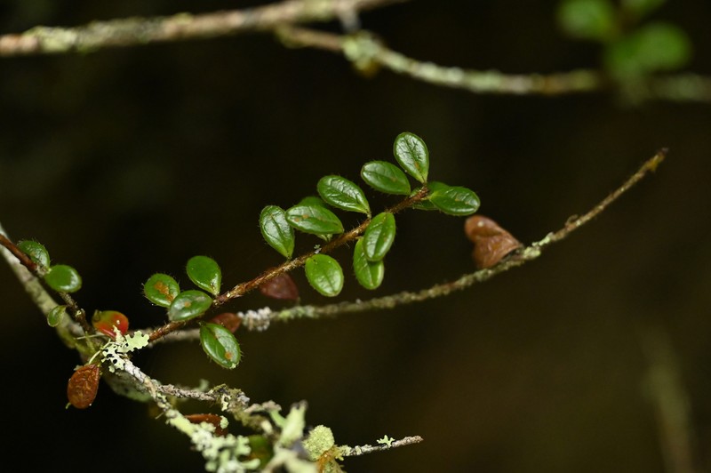 Vaccinium delavayi subsp. merrillianum photo 6