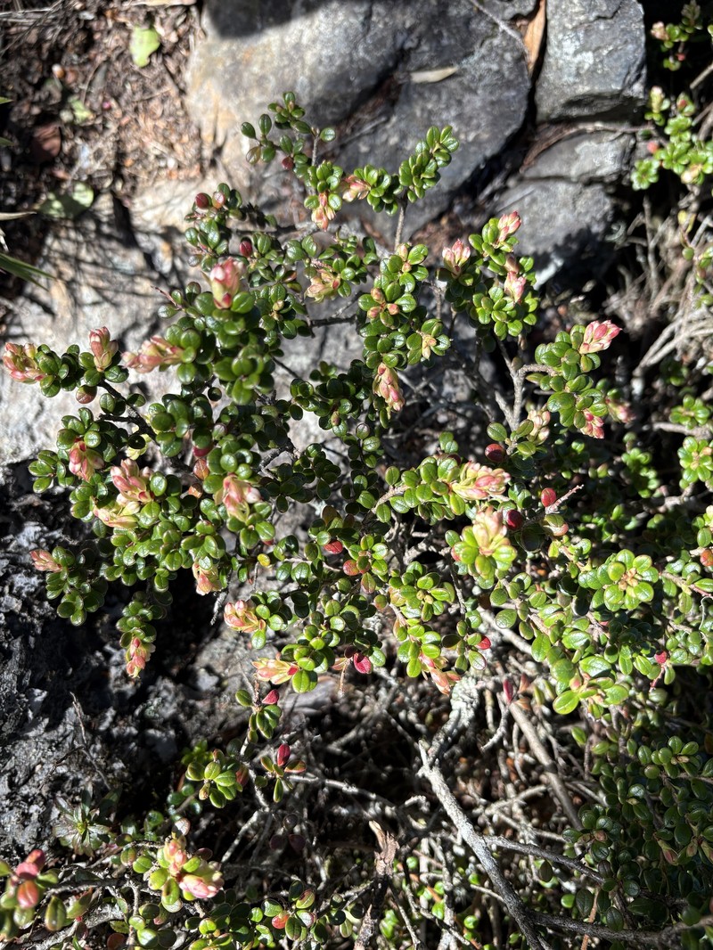 Vaccinium delavayi subsp. merrillianum photo 7