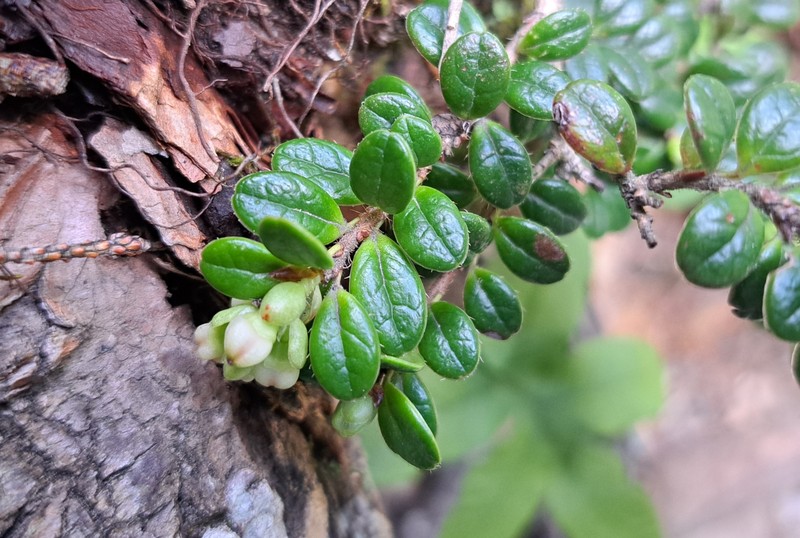 Vaccinium delavayi subsp. merrillianum photo 8