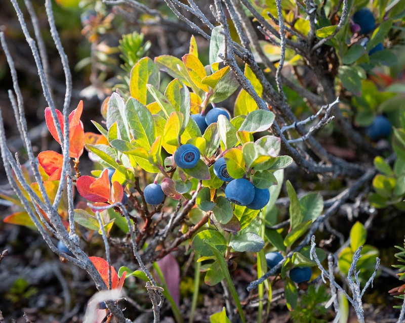 Cascade Bilberry photo 3