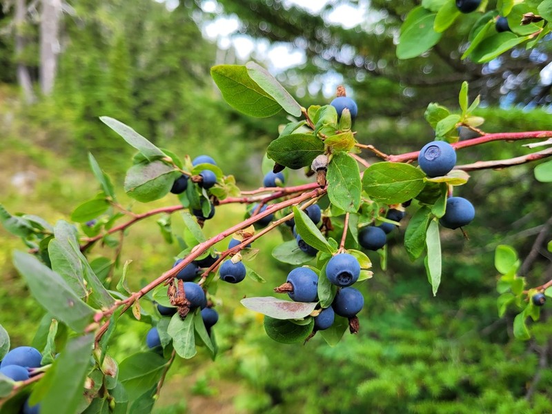 Cascade Bilberry photo 4