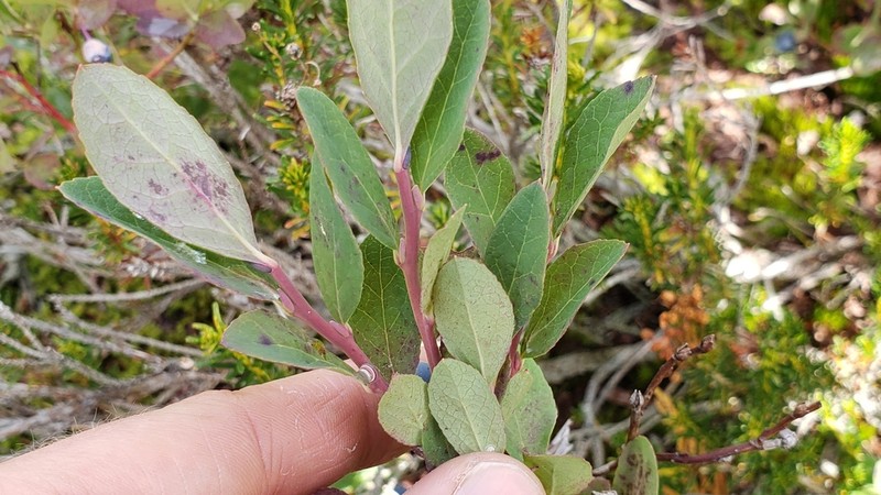 Cascade Bilberry photo 5