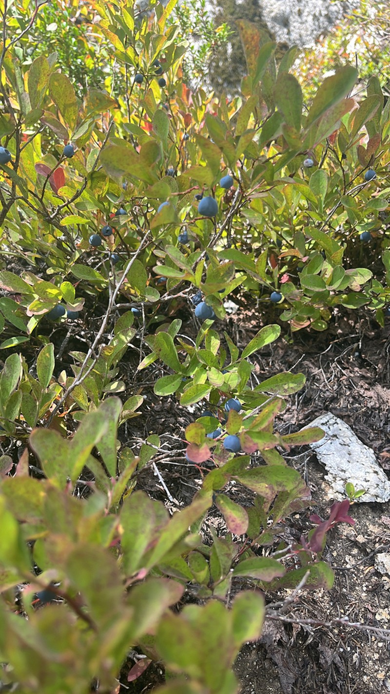 Cascade Bilberry photo 6