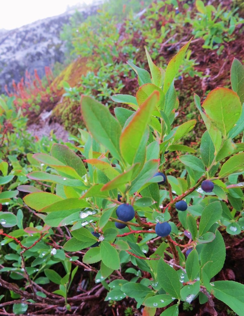 Cascade Bilberry photo 7