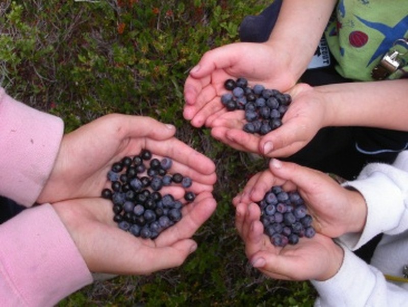 Cascade Bilberry photo 2