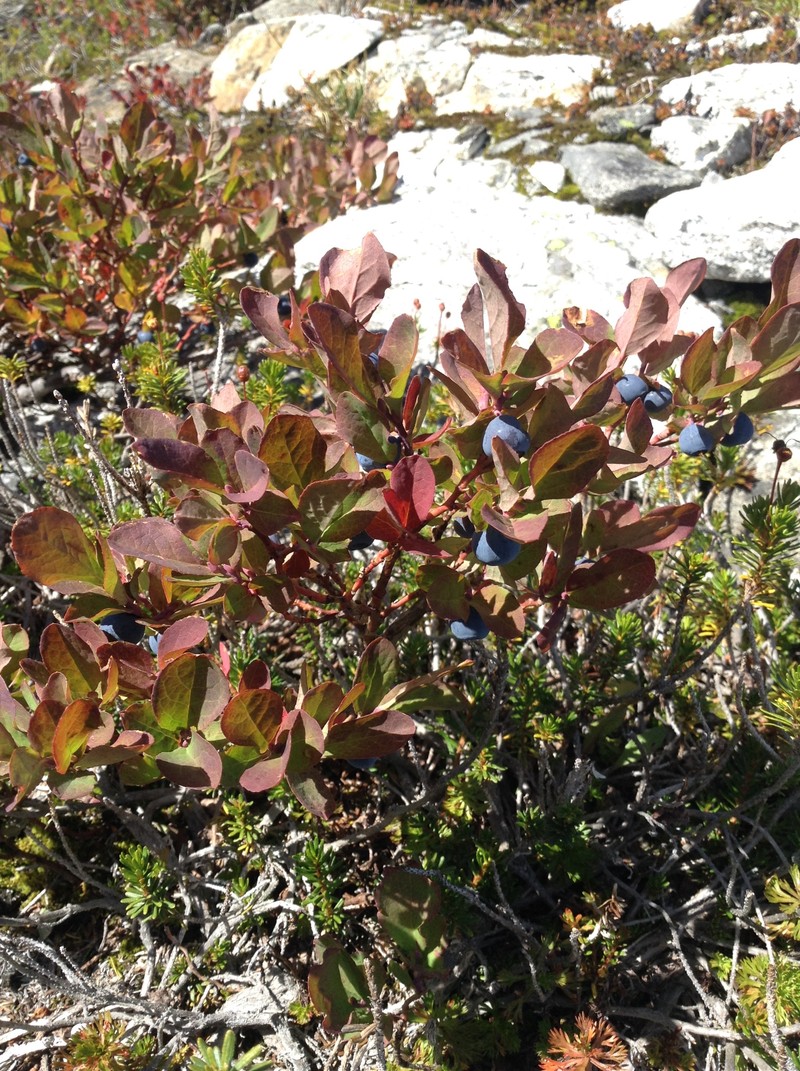 Cascade Bilberry