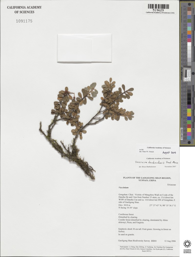 Vaccinium dendrocharis