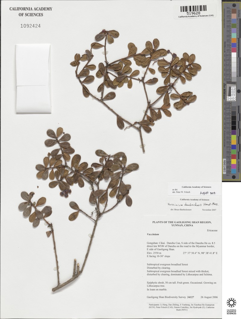 Vaccinium dendrocharis photo 2