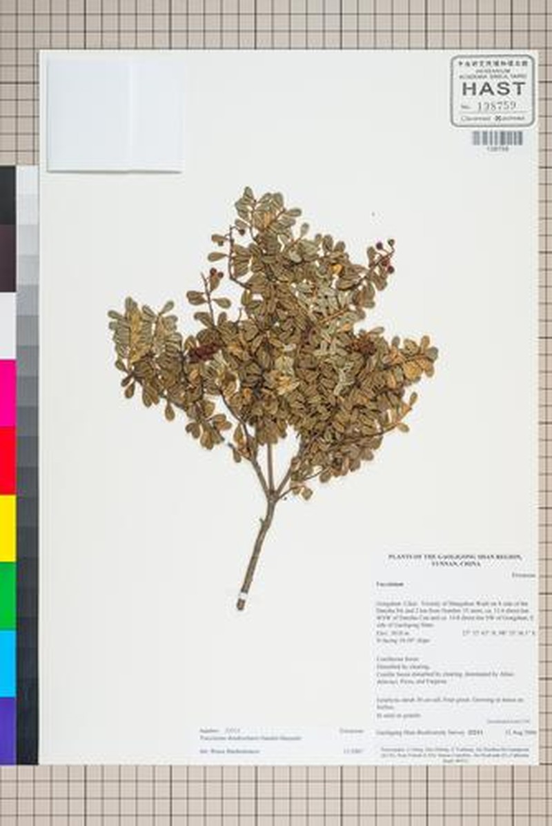 Vaccinium dendrocharis photo 3