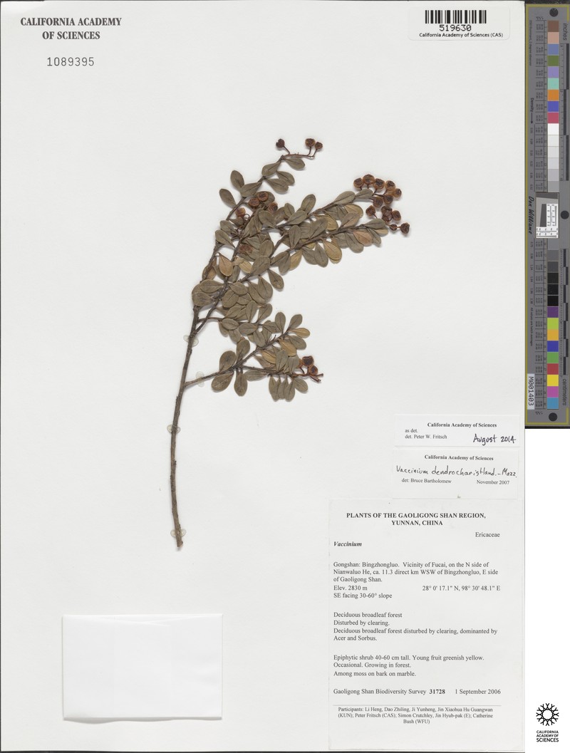 Vaccinium dendrocharis photo 4