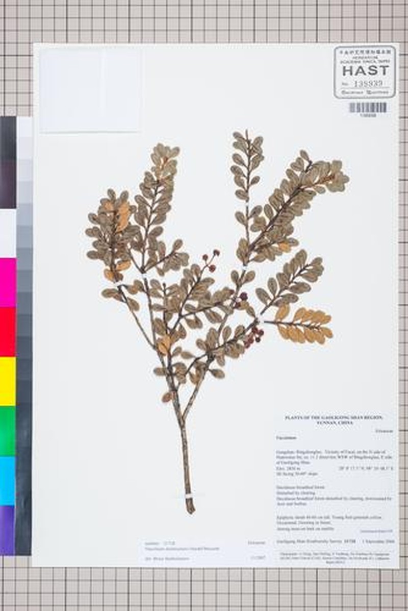 Vaccinium dendrocharis photo 5