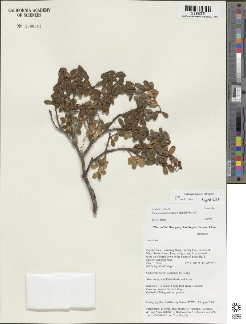 Vaccinium dendrocharis photo 6