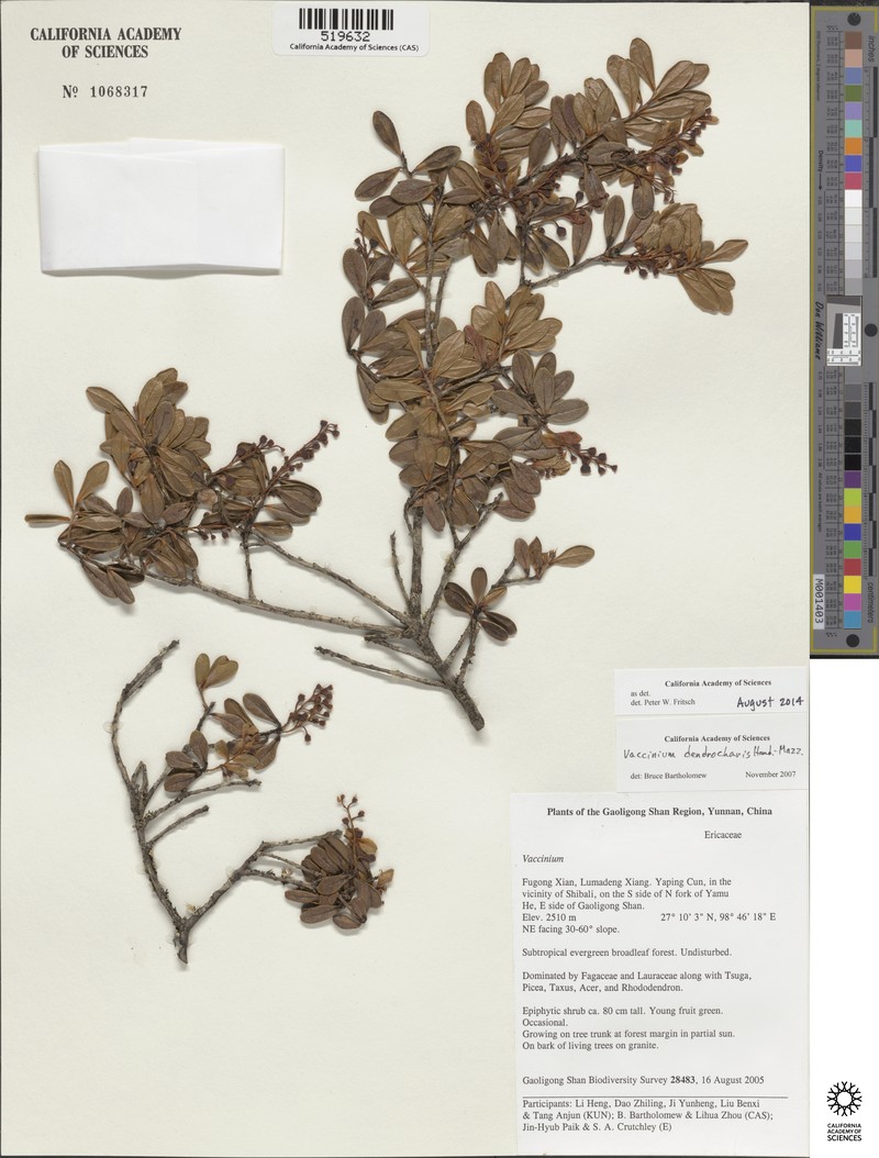 Vaccinium dendrocharis photo 8