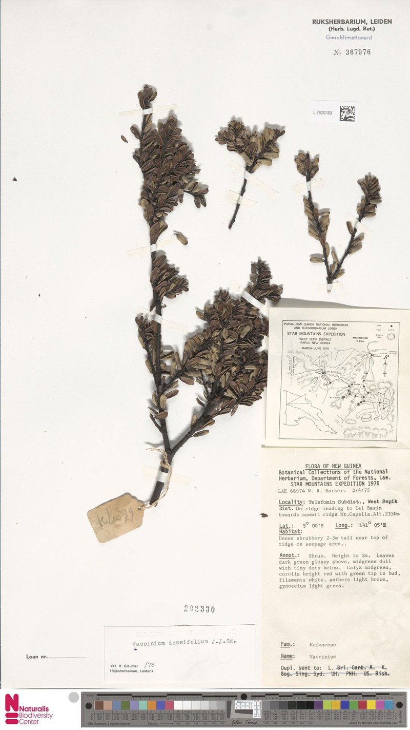 Vaccinium densifolium photo 2