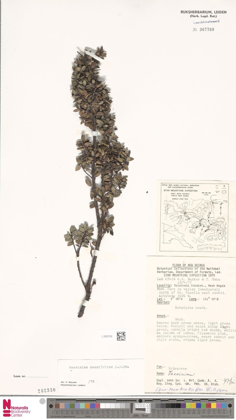 Vaccinium densifolium photo 3