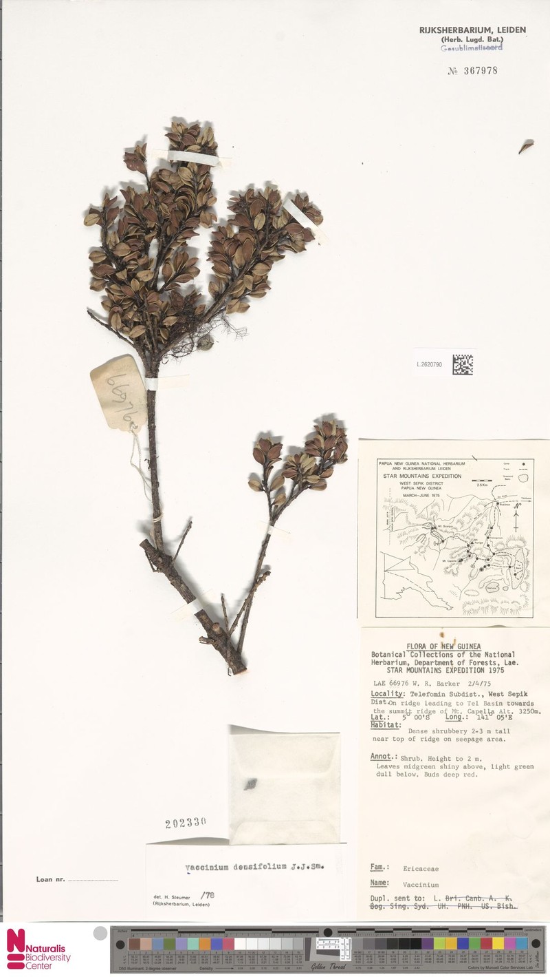 Vaccinium densifolium photo 4