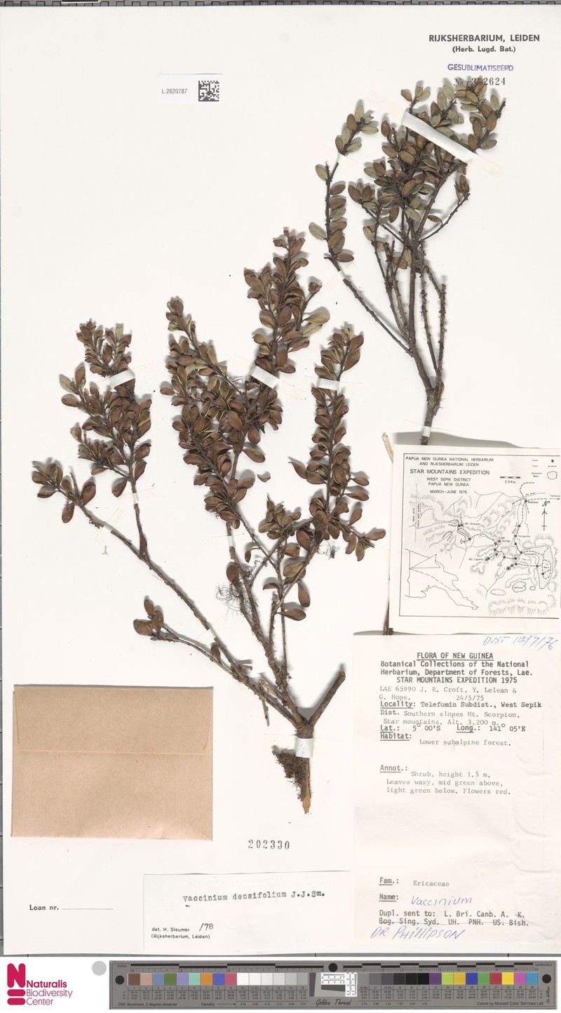 Vaccinium densifolium photo 5
