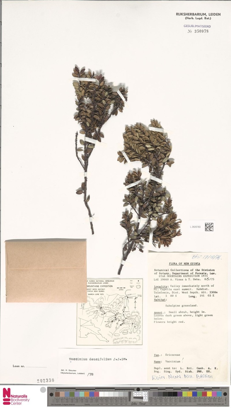 Vaccinium densifolium photo 6