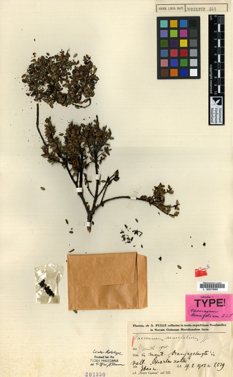 Vaccinium densifolium photo 8