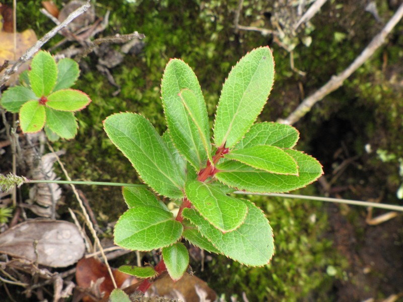 Ohelo photo 2