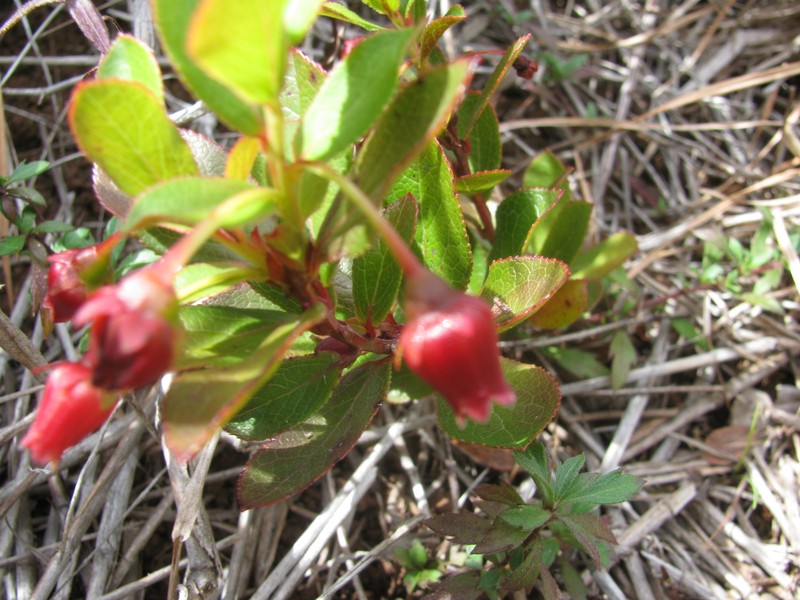 Ohelo photo 5