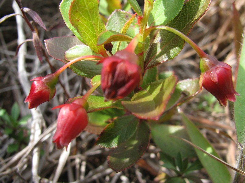 Ohelo photo 6