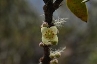 Vaccinium dependens
