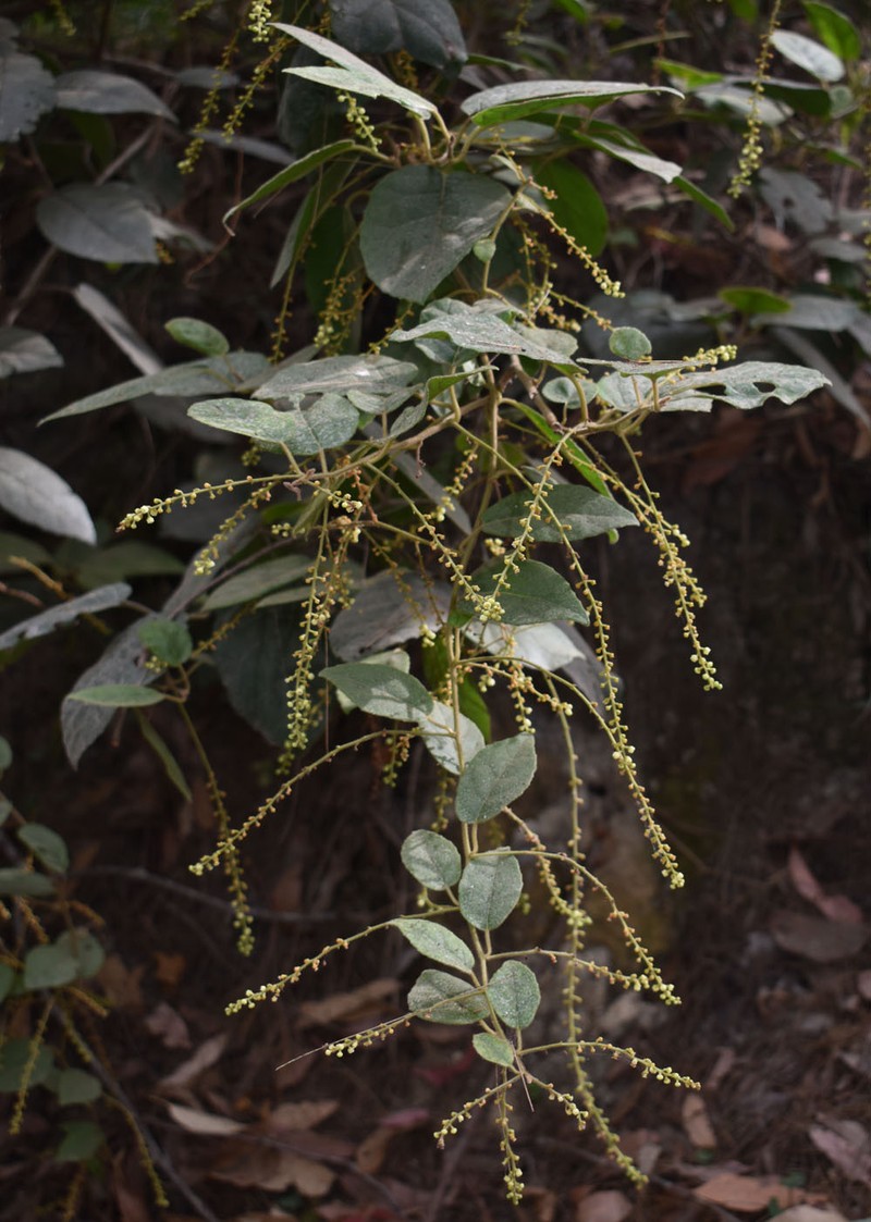 Vaccinium dependens photo 2