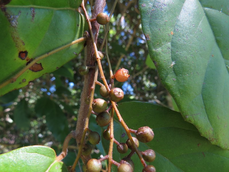 Vaccinium dependens photo 3