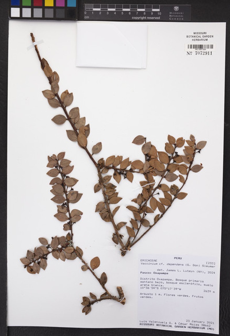 Vaccinium dependens photo 4