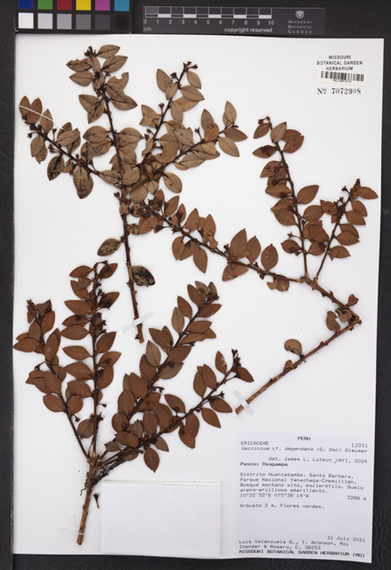 Vaccinium dependens photo 5