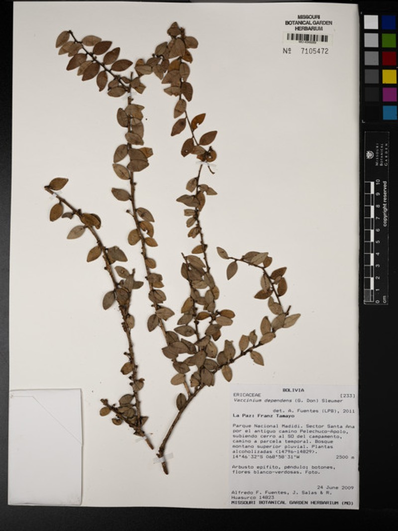 Vaccinium dependens photo 6