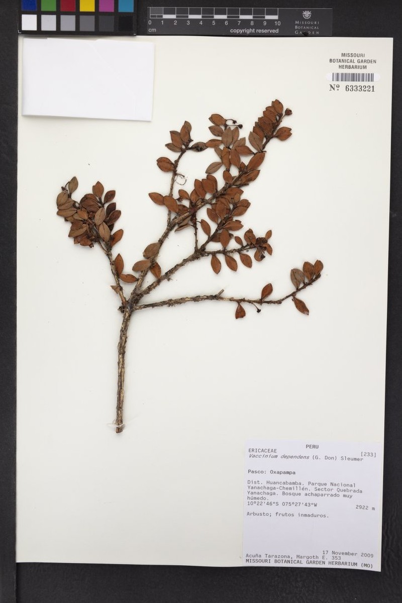 Vaccinium dependens photo 7