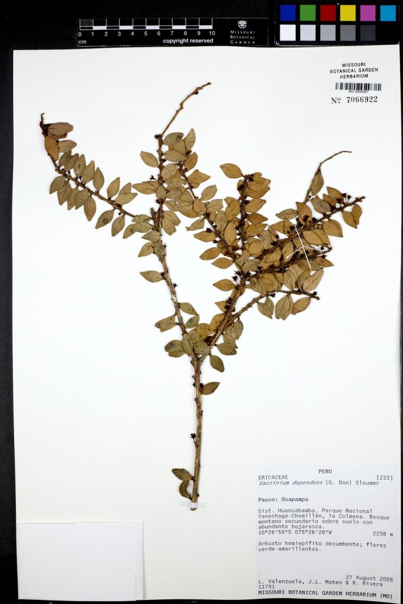 Vaccinium dependens photo 8
