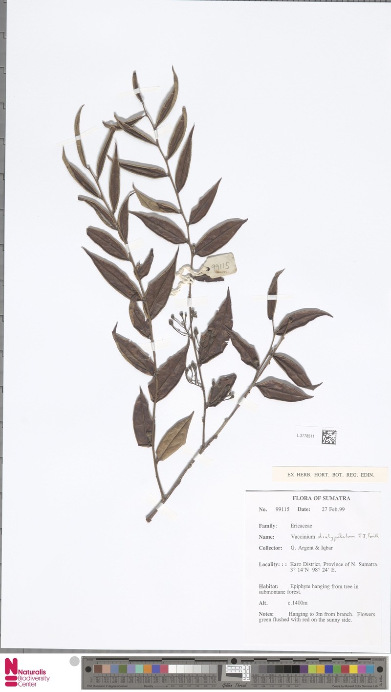 Vaccinium dialypetalum photo 2