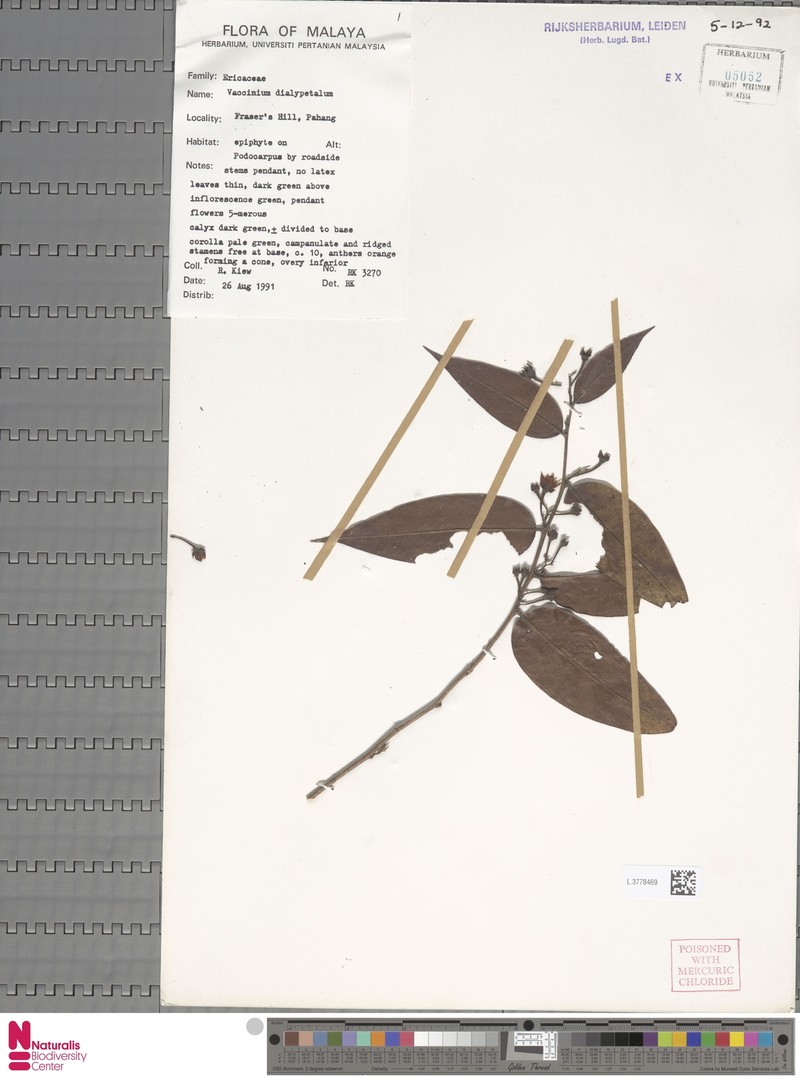 Vaccinium dialypetalum photo 3