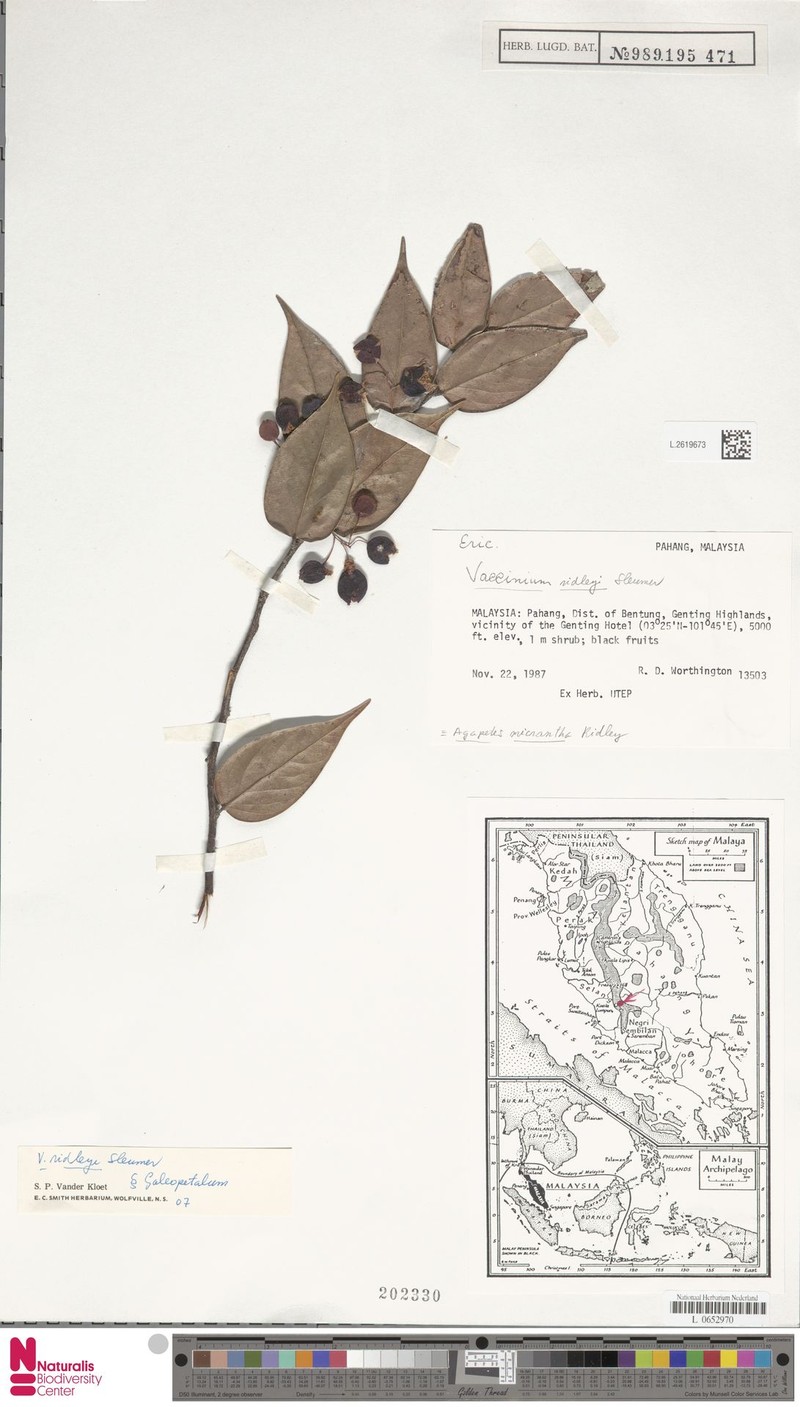 Vaccinium dialypetalum photo 4
