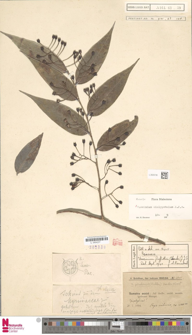 Vaccinium dialypetalum photo 5