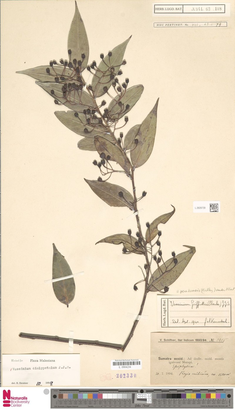Vaccinium dialypetalum photo 6