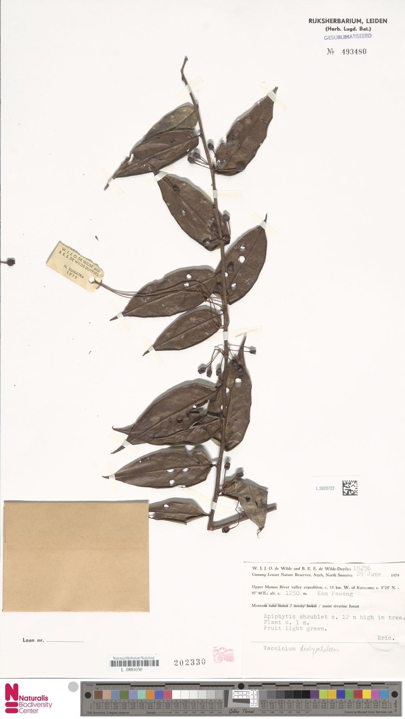 Vaccinium dialypetalum photo 7